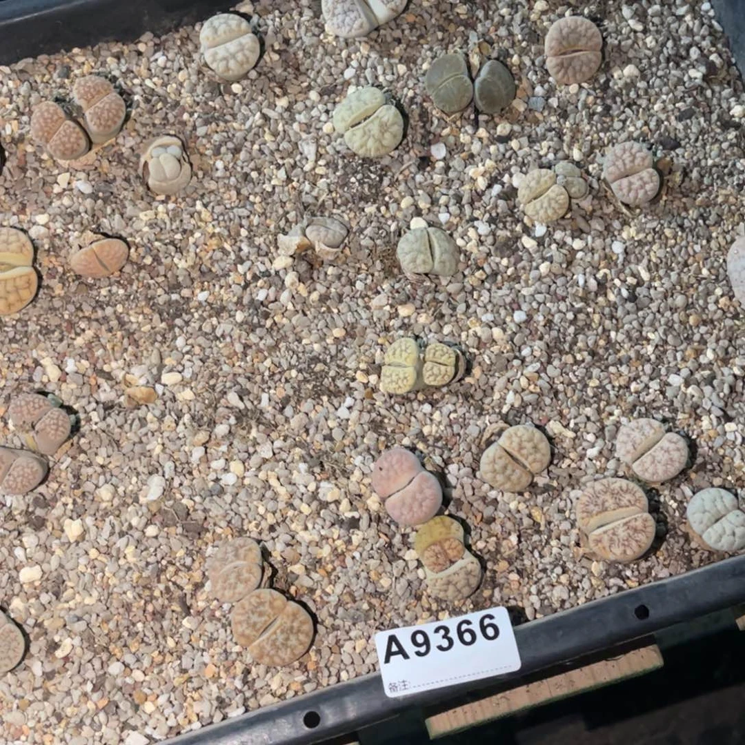 ****9366福利筐1不售后