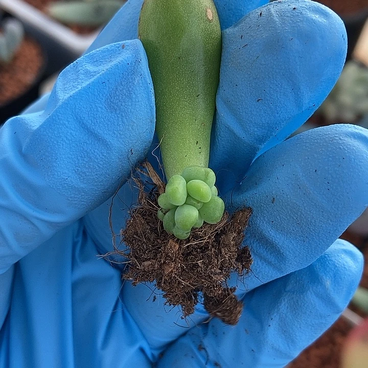 万花筒锦基因多肉植物