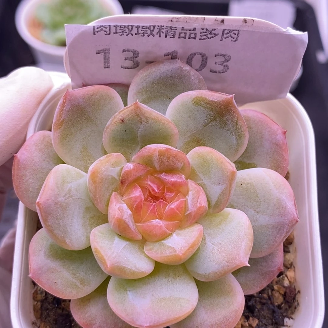 【闪购商品】13-103