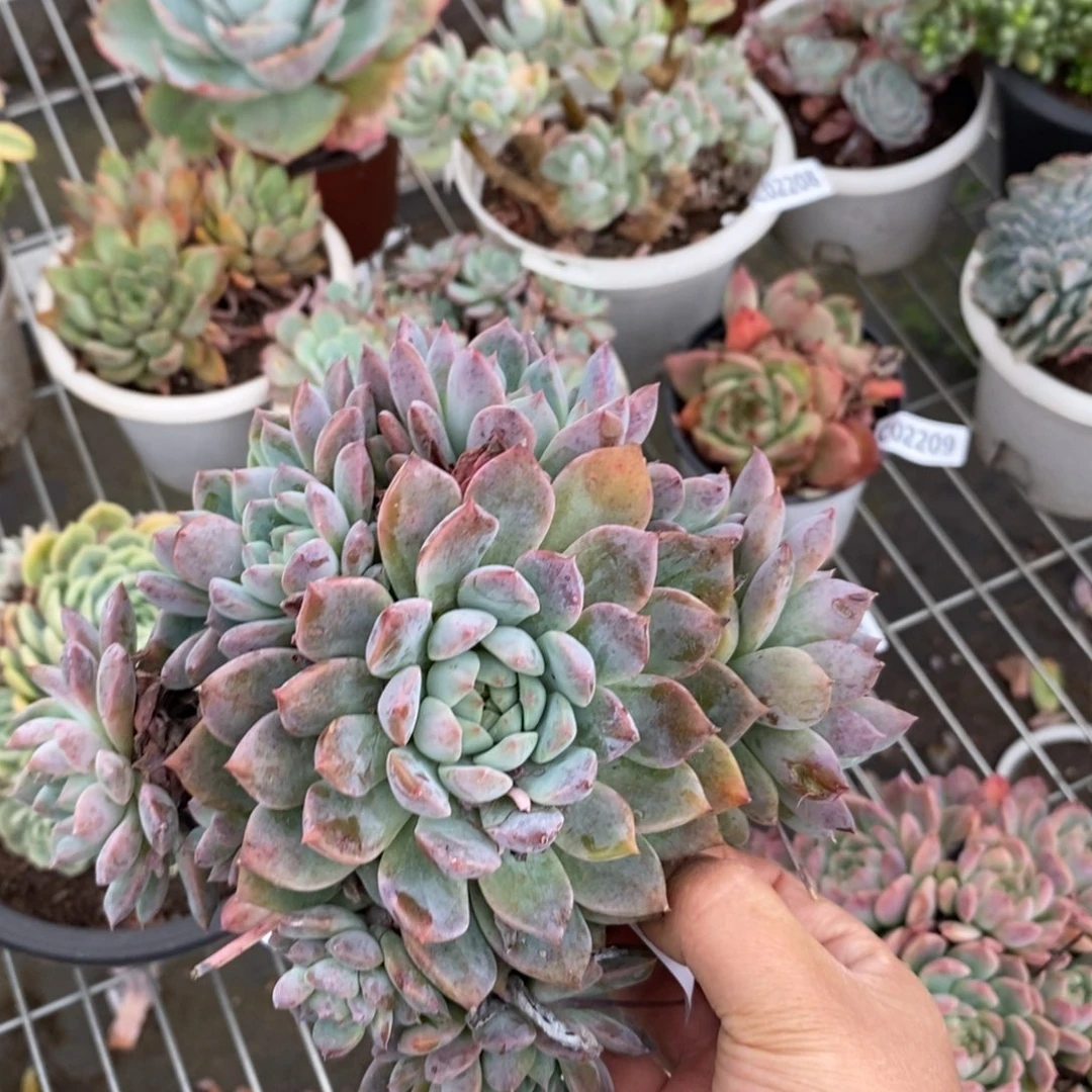23507霜花一物一拍