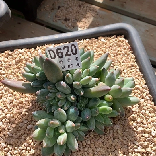 重楼大群620 亏本处理退款拉黑7-8天发货