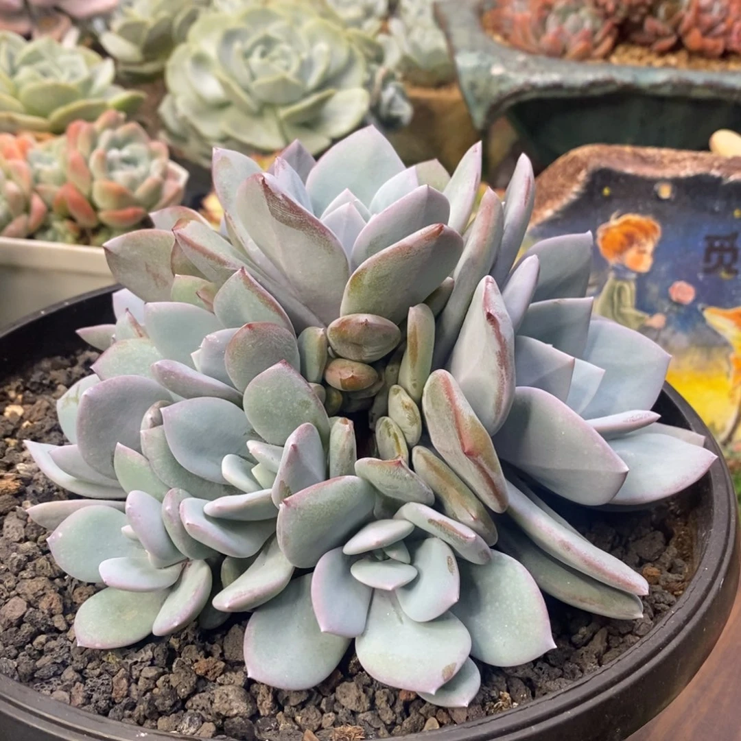 灿***言奶茶自然群一物一拍