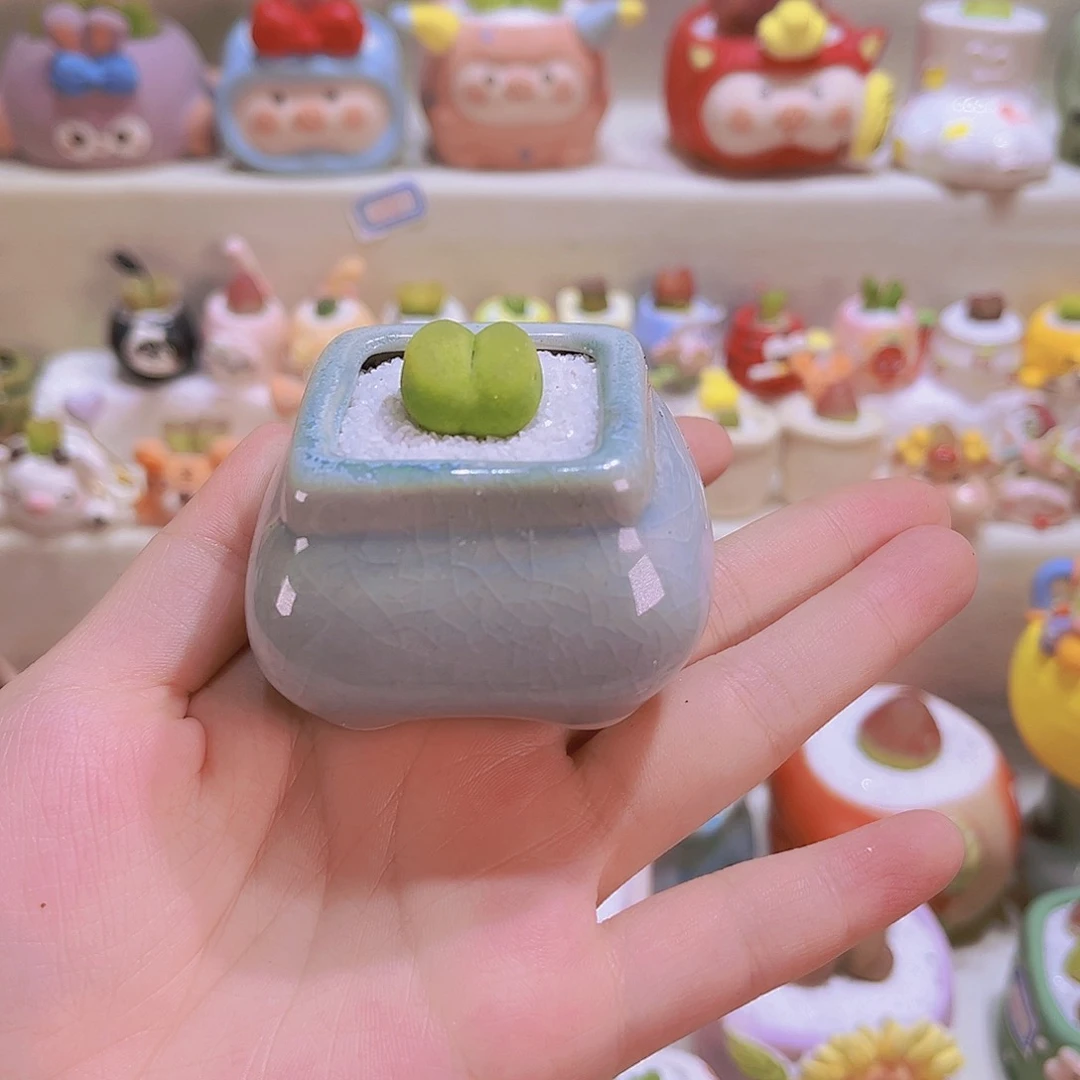 001带土带盆带肉包邮