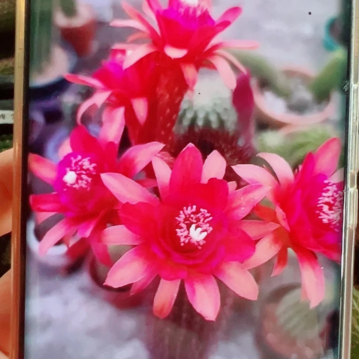 金妞摩尔紫色侧芽拍一发二