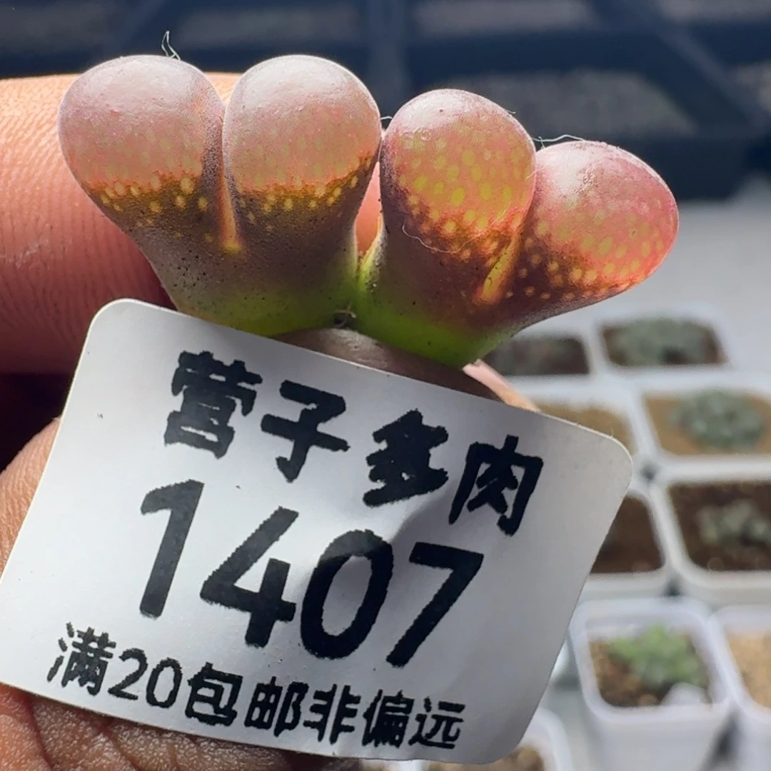 草莓风铃