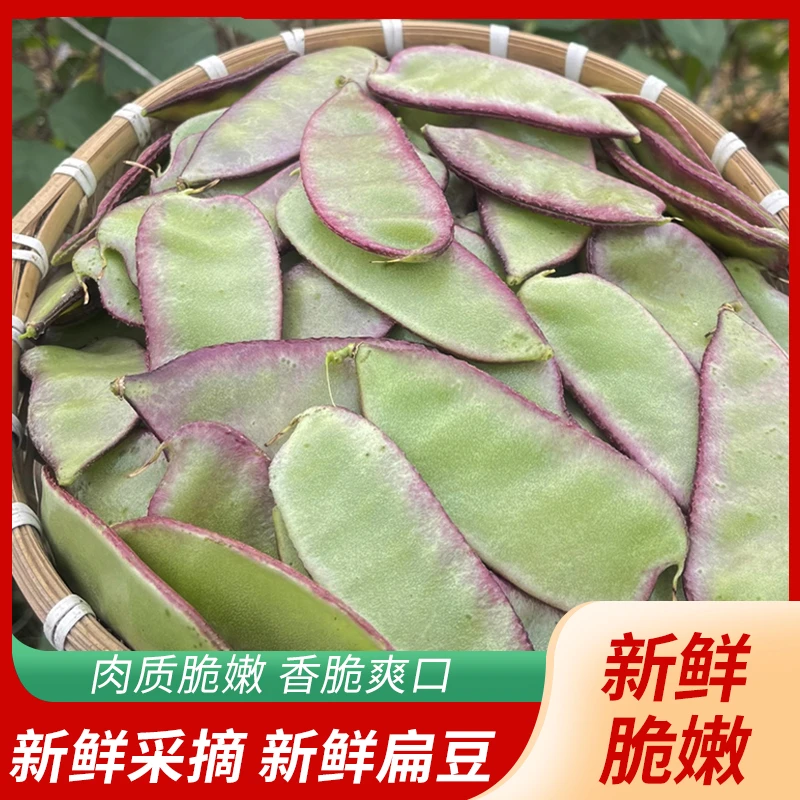 苏北农家露天紫扁豆新鲜扁豆时令新鲜蔬菜红扁豆扁豆角梅豆眉豆