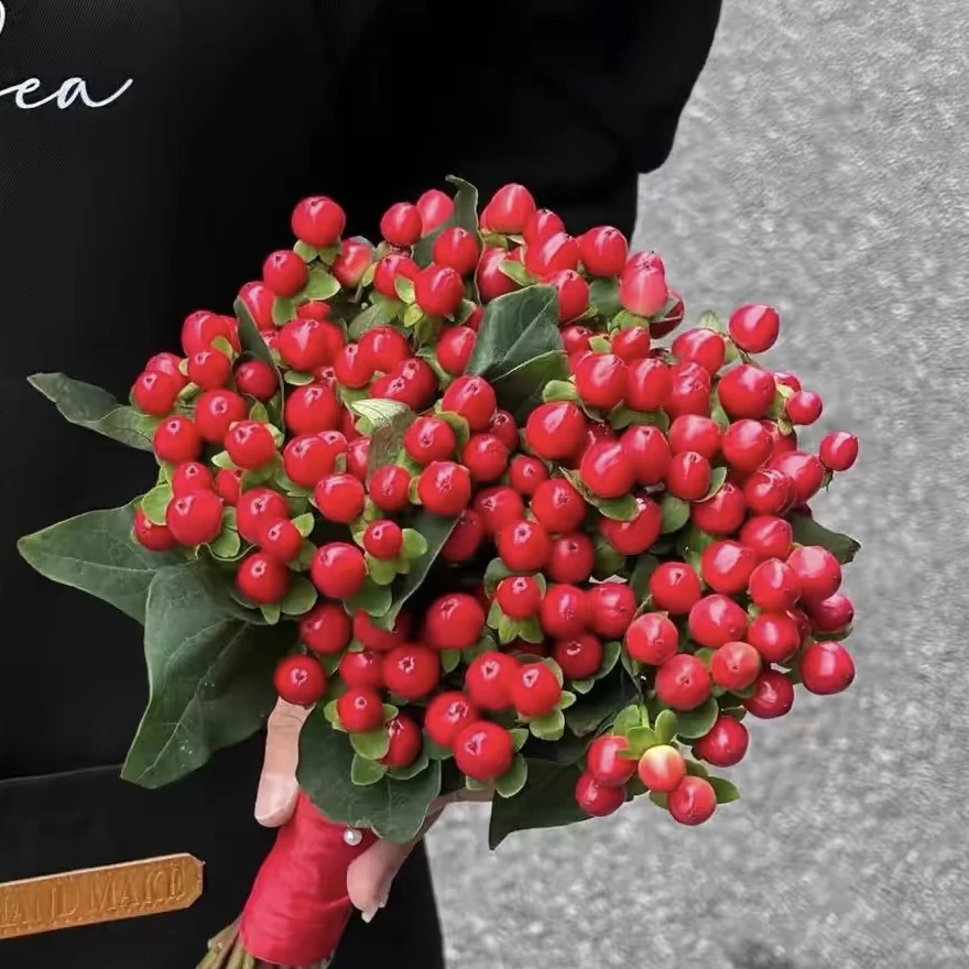 云影优选【相思红豆】云南鲜花批发次日达顺丰包邮