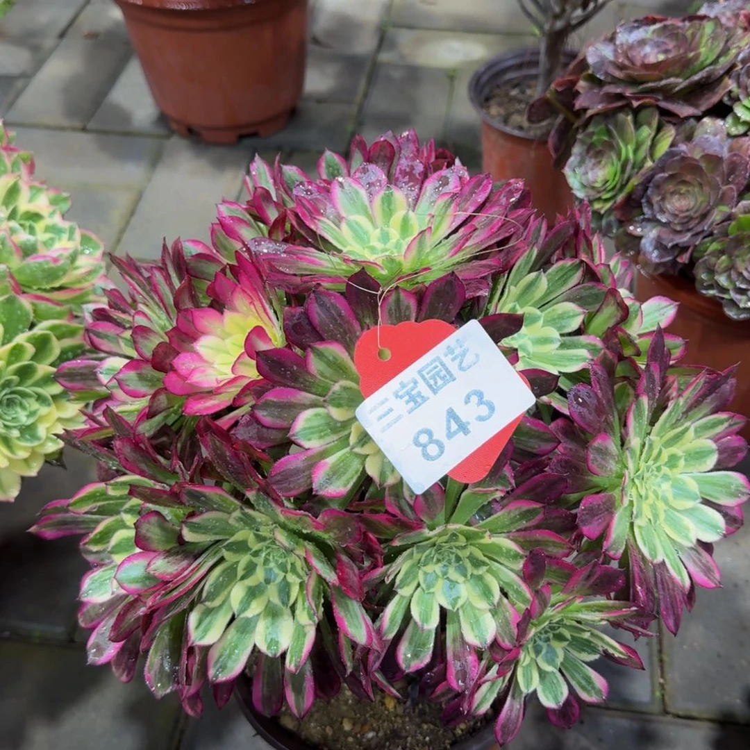 无*多肉植物843天河