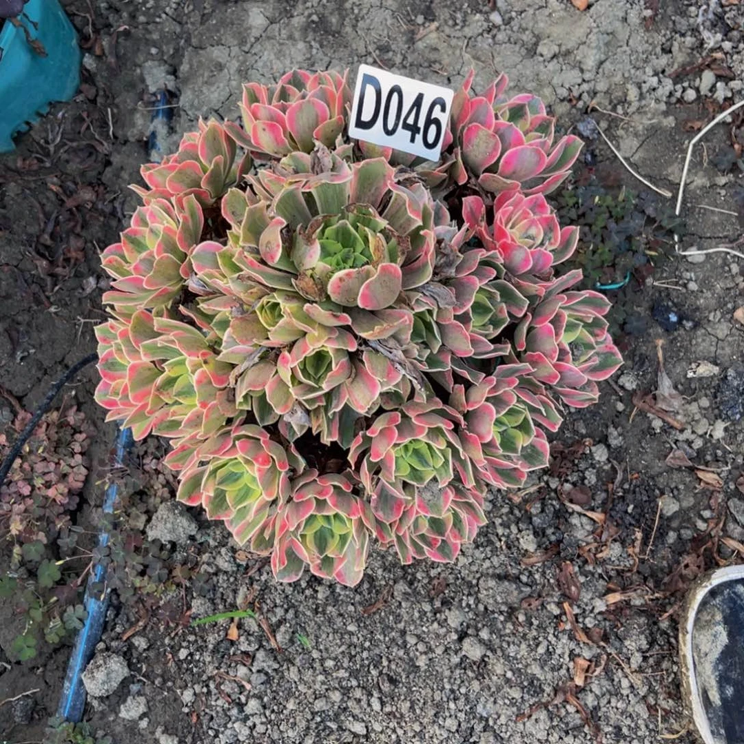 女妖法师14//////47包邮