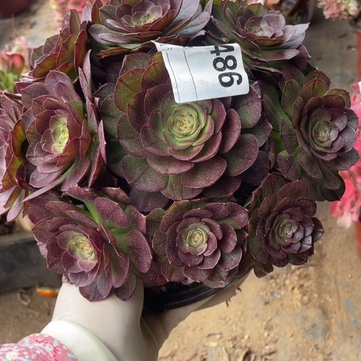 多肉黑骑士法师486