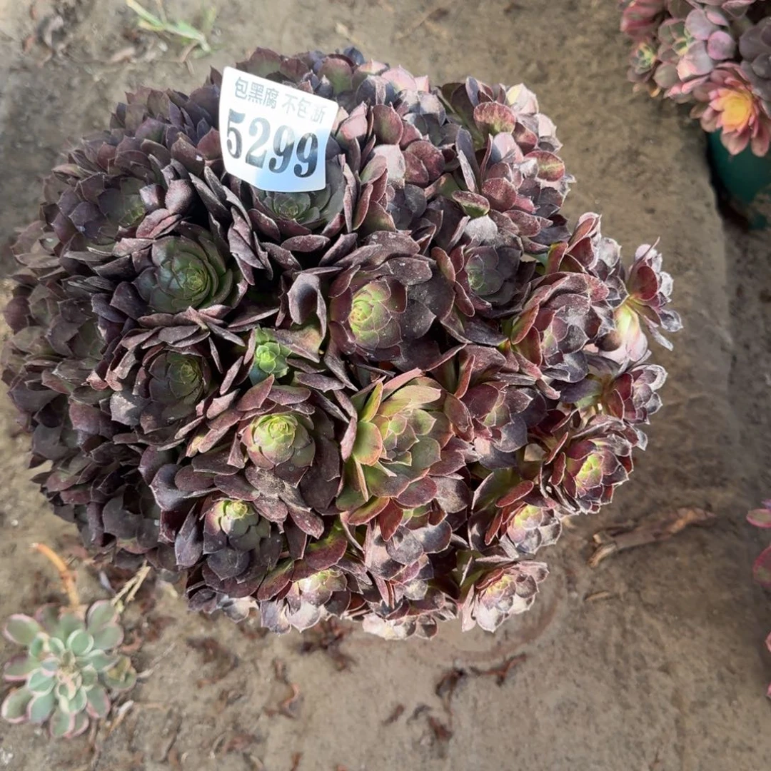 法师黑魔5299 16-44