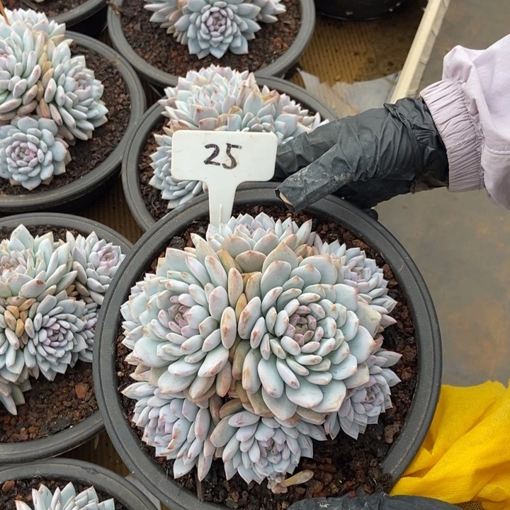 星星橙。   25号。