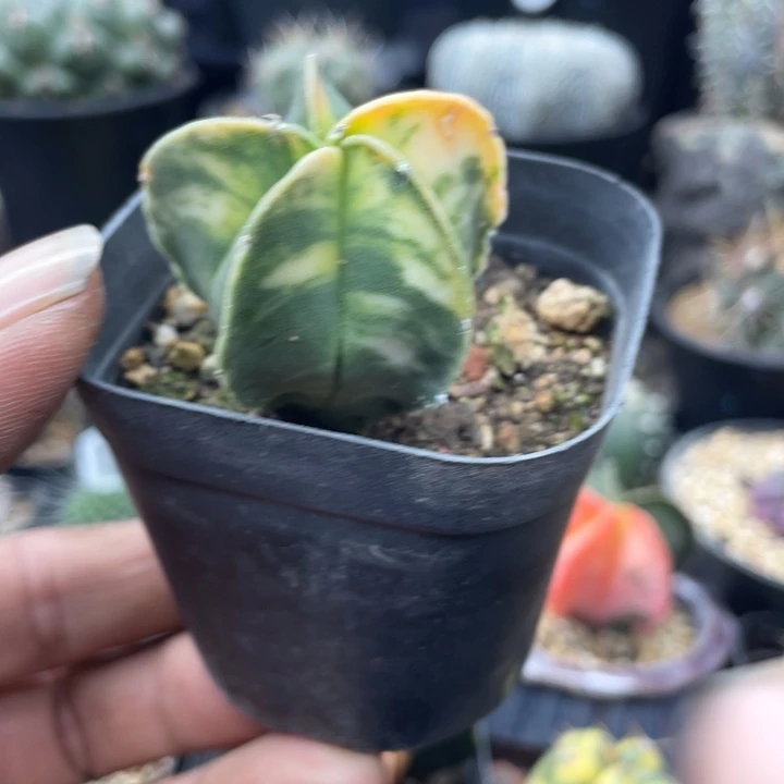 实生鸾凤玉锦散斑锦