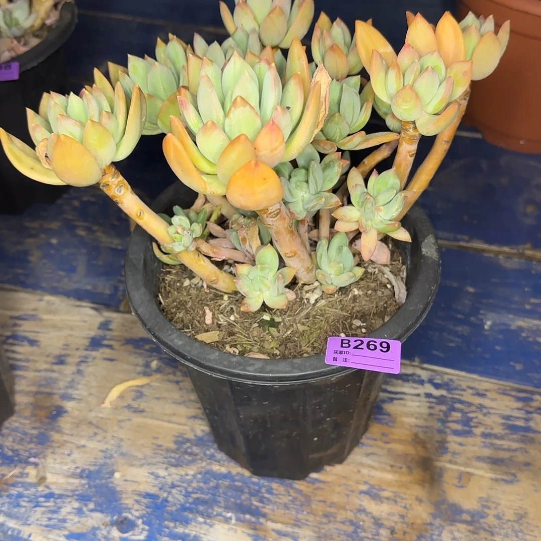 一物一拍多肉海洋之歌269