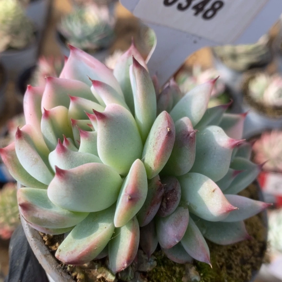 348吉娃娃锦锦锦锦锦锦