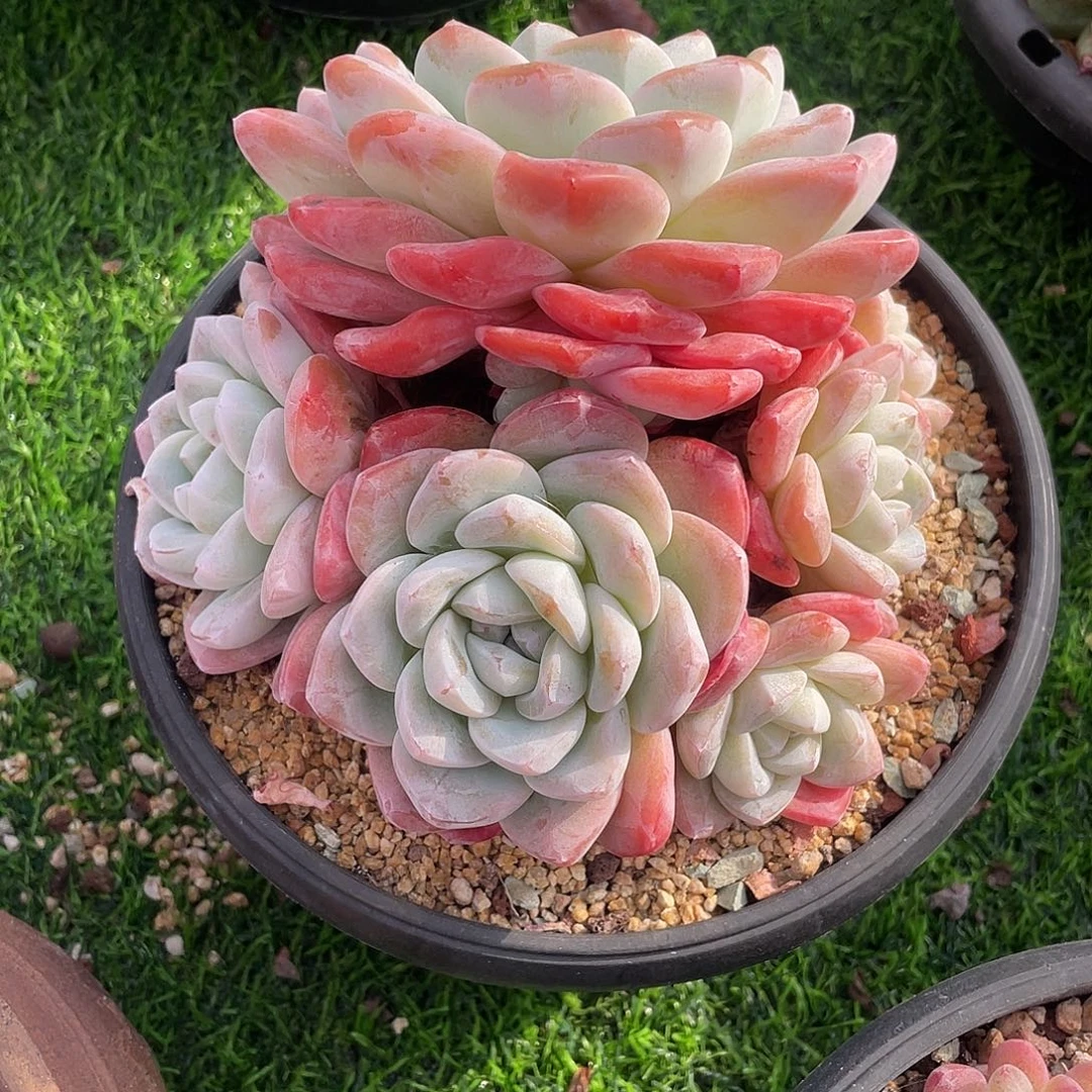 冰玉群生多肉植物一物一拍