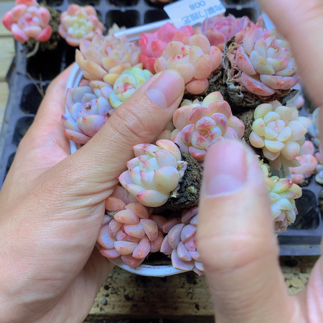 我要去看你了啊008