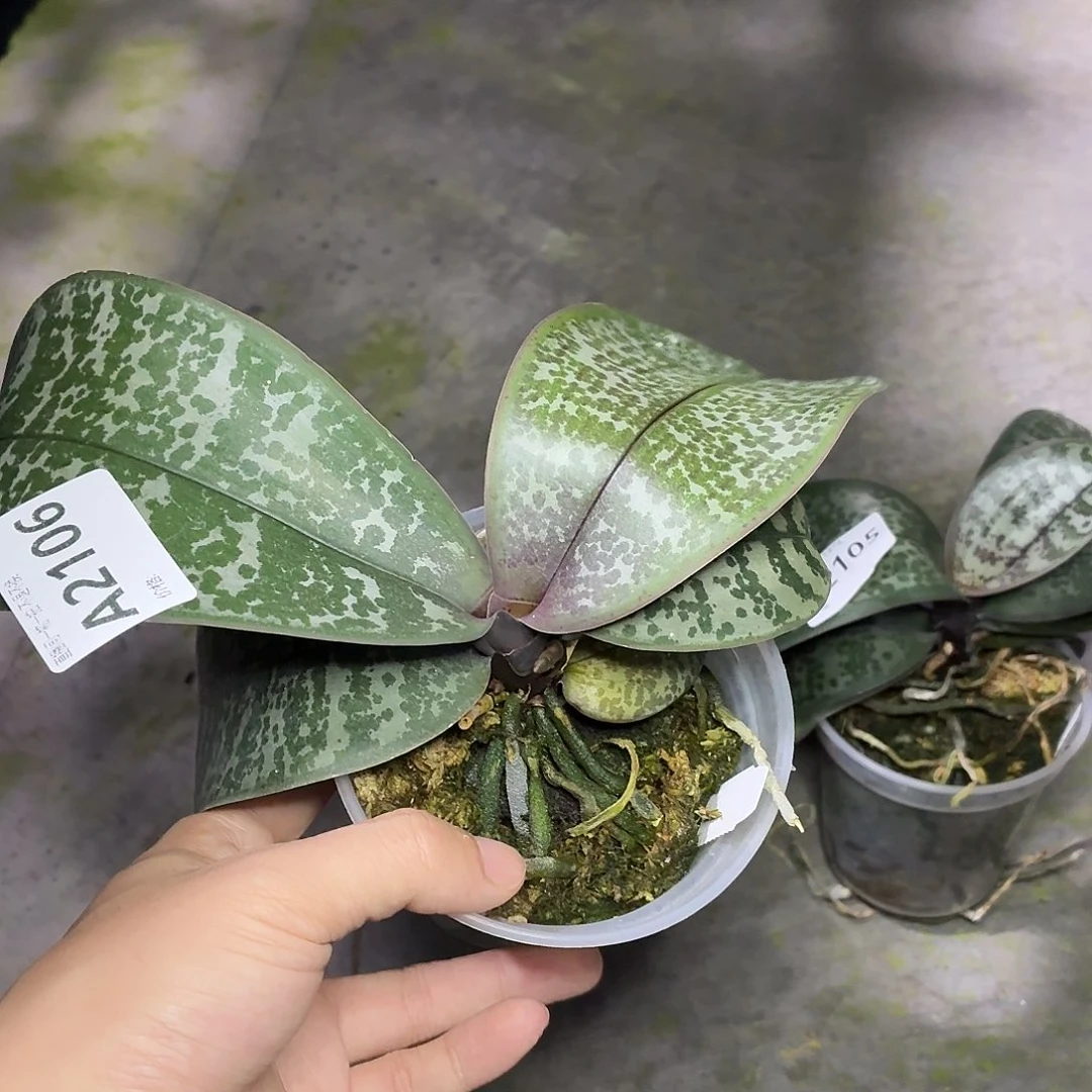 当前无花朵，栽培后可花朵A2106yss1125