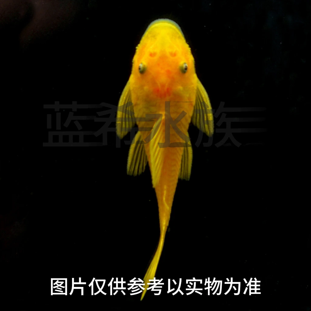 胡子鱼清道夫工具鱼观赏鱼除藻耐活好养鱼缸清洁鱼