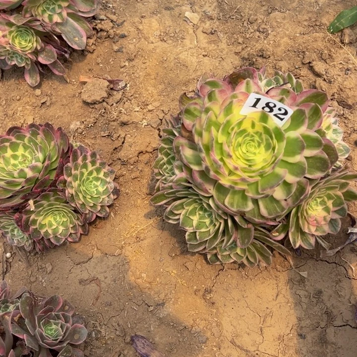 组合2颗海王多肉植物182