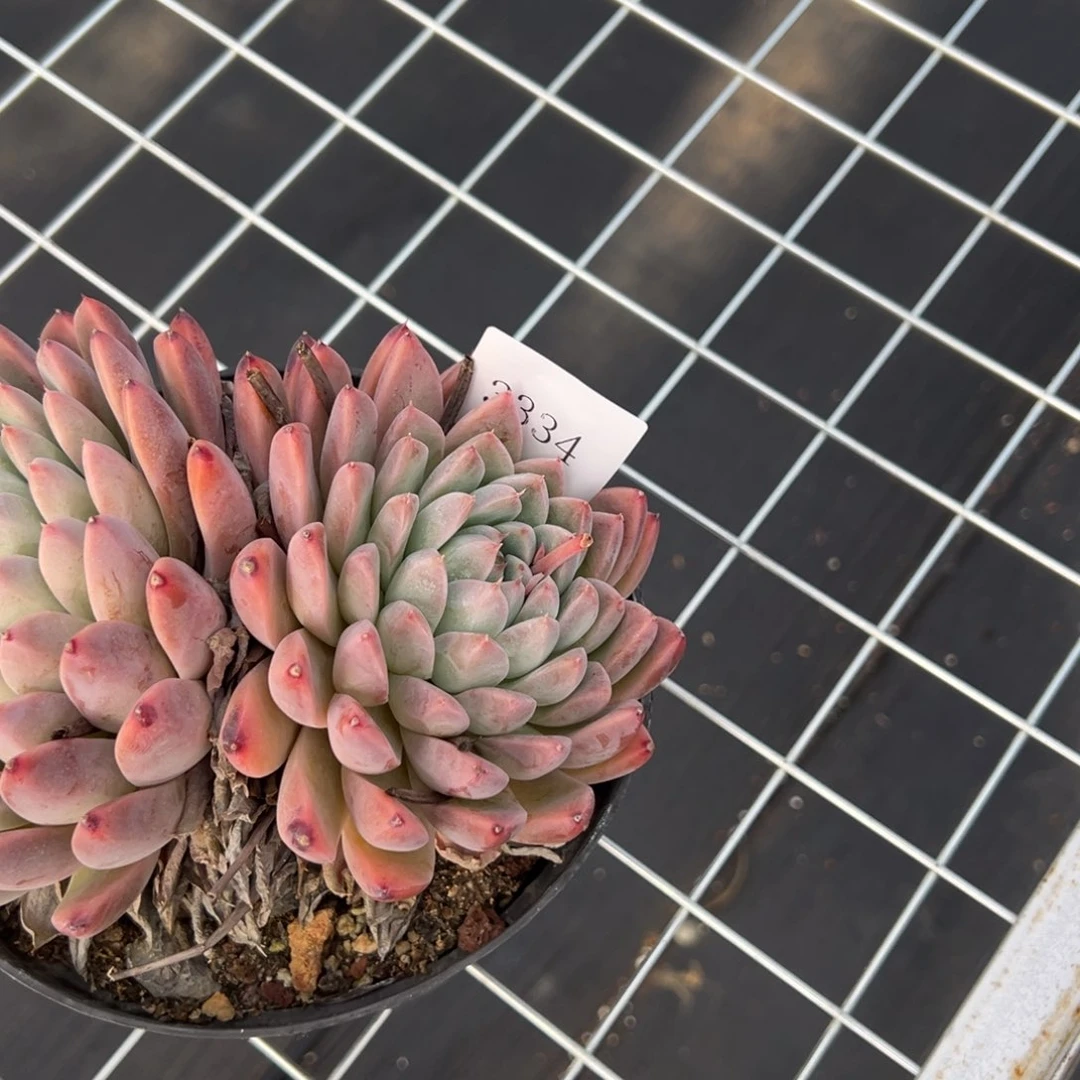 ?****邵3334多肉多多多多多