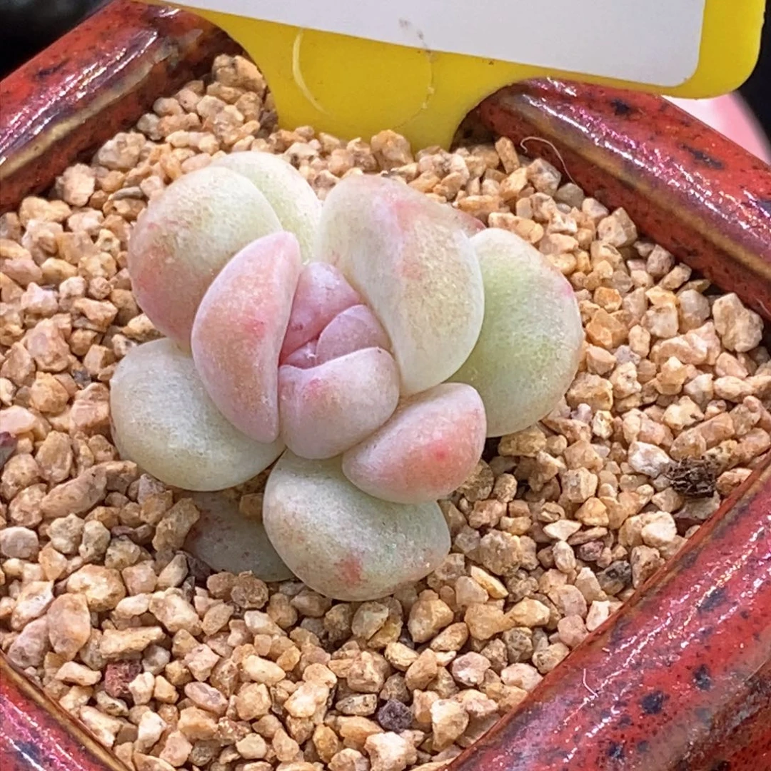 267冰玉石化糖心多肉植物