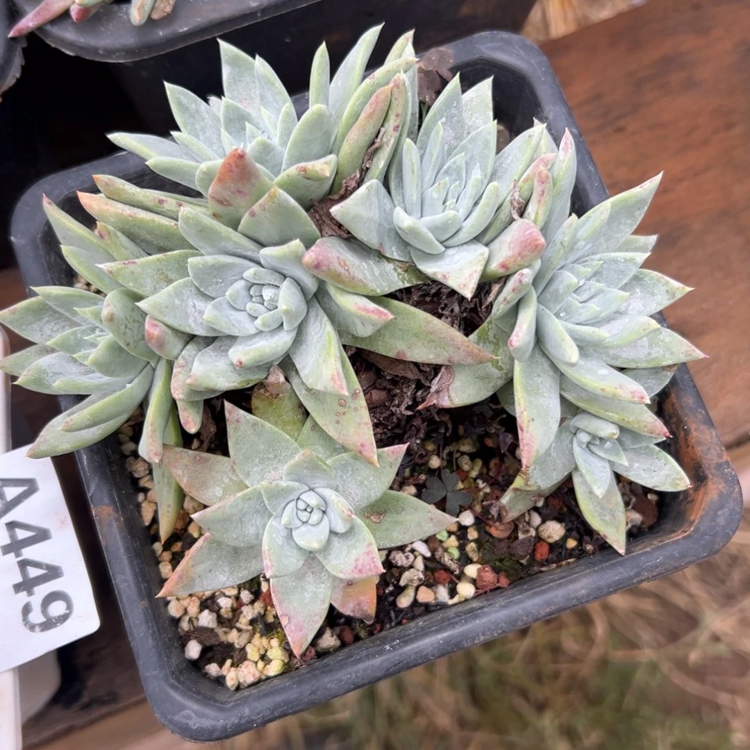 大脸瑞吉娜～一物一拍723