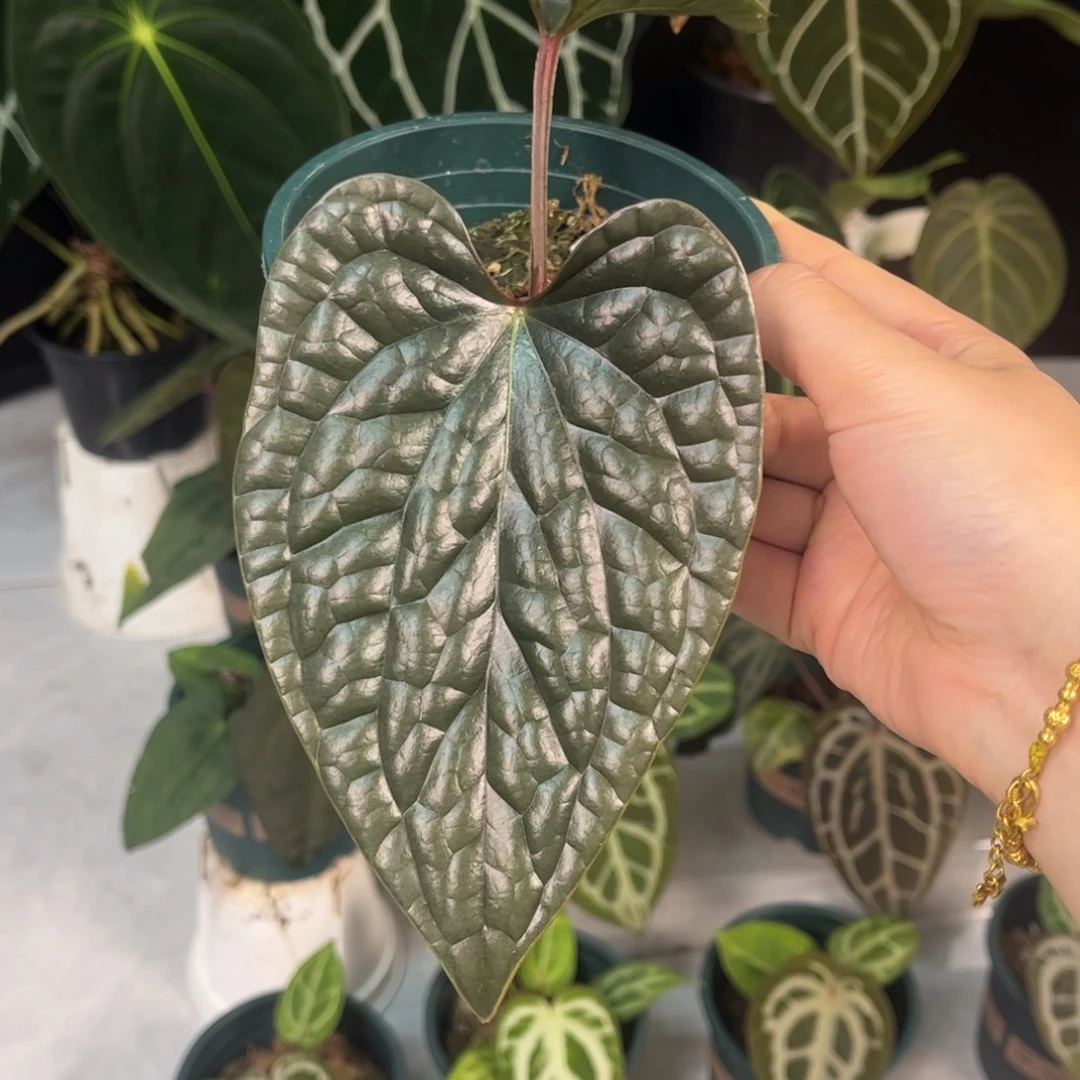 无花朵奢华侧芽35