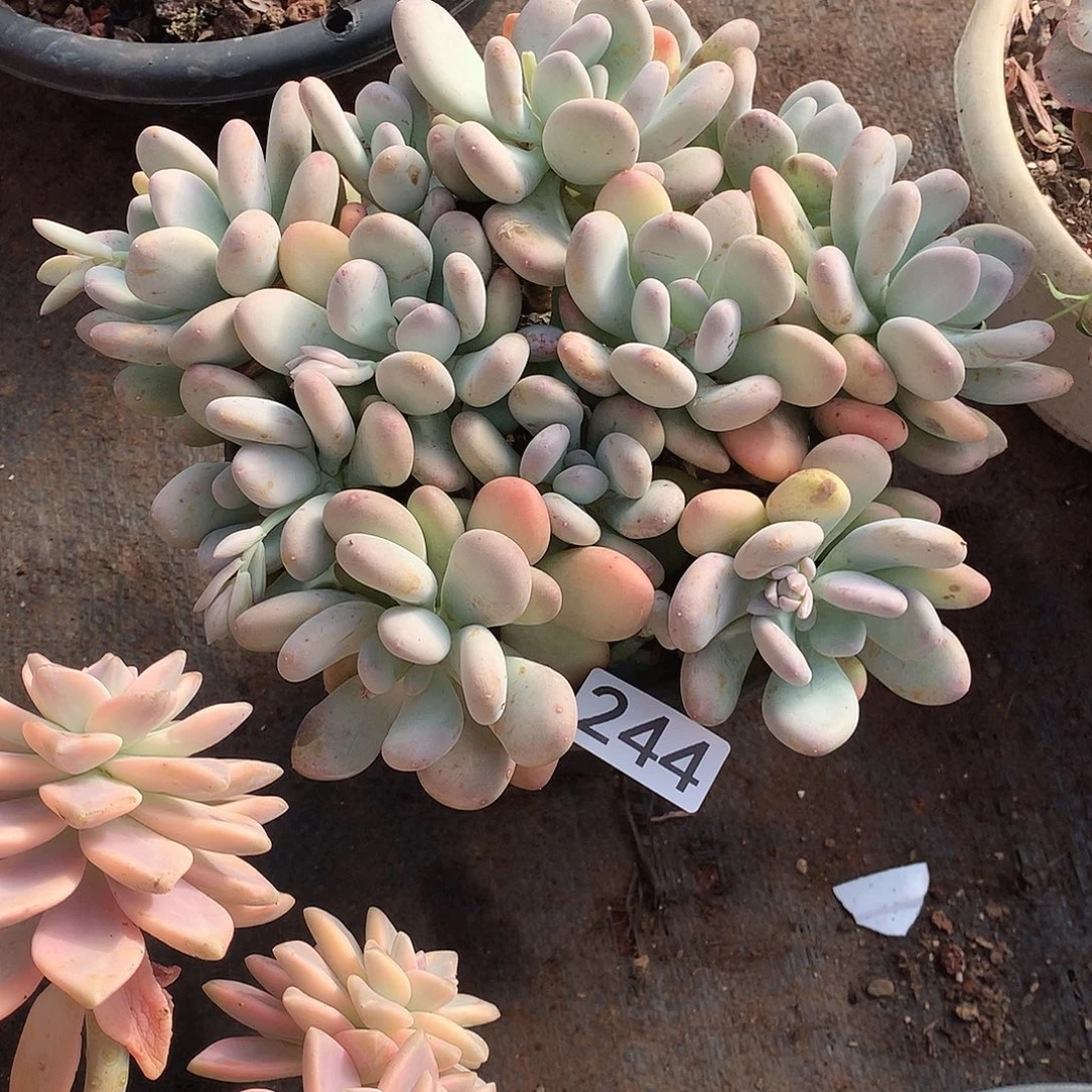 244 一物一拍多肉