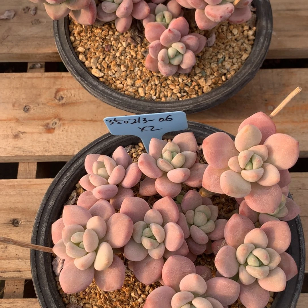 阿***?350213-06粉洛神