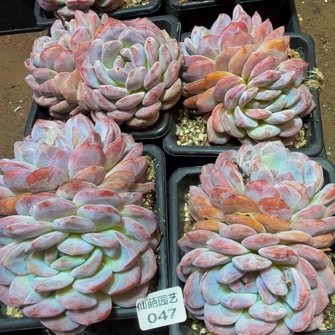 花***子047多肉植物和植物的生长发育和