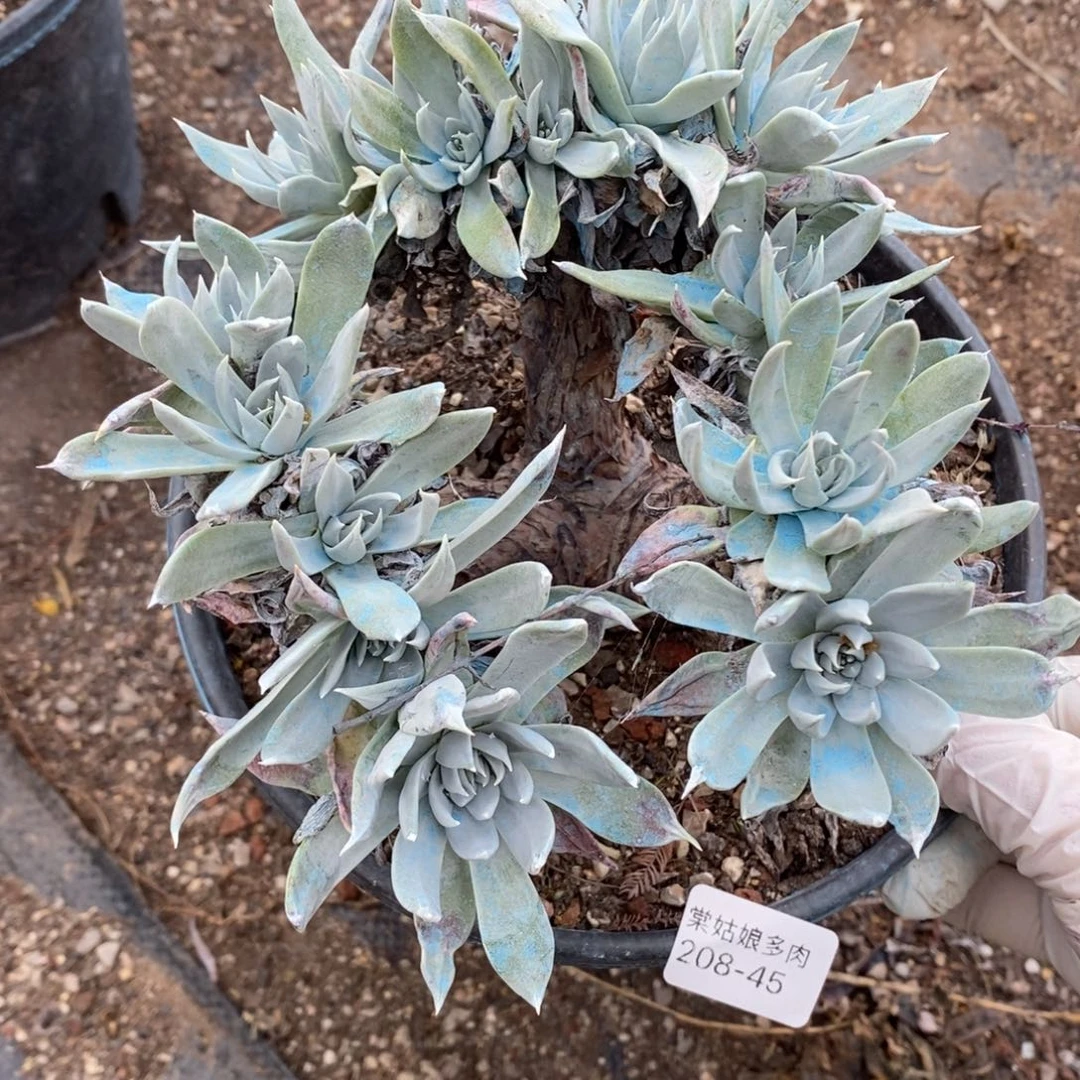 45号苹果叶瑕疵瑕疵