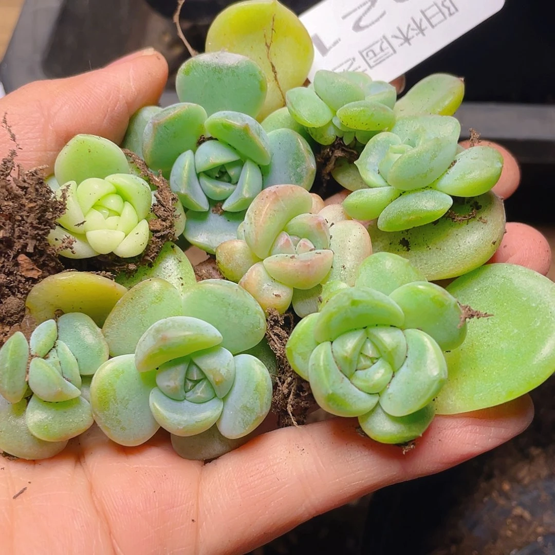 多肉植物多肉植物21