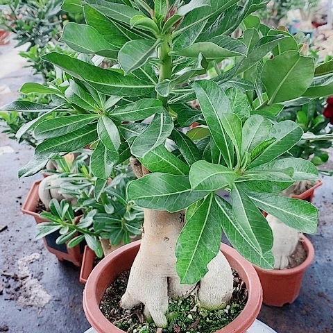 【闪购商品】无花朵大*璇