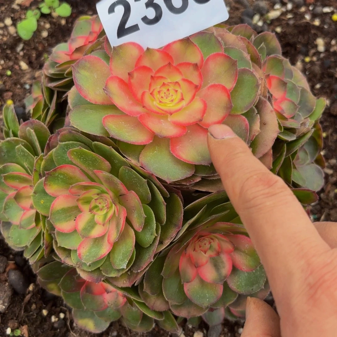 2363多肉植物荔枝