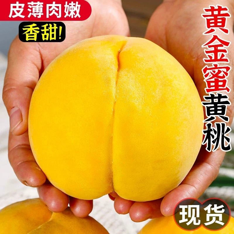 【山东黄桃】正宗蒙阴黄桃黄金蜜新鲜水果香甜脆爽桃子 锦绣黄桃