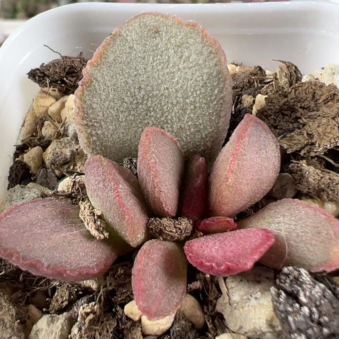 w妖姬磨砂蛋多肉植物水泡