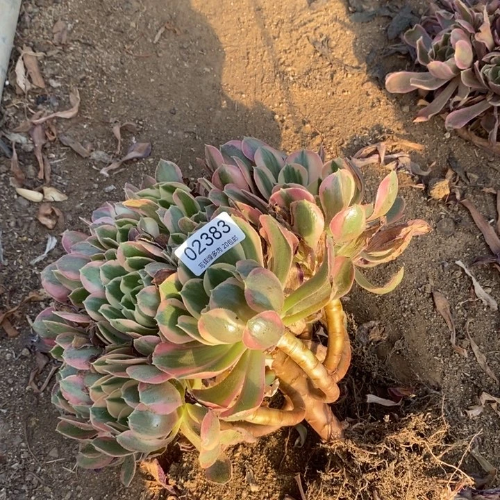02383邀约多肉植物
