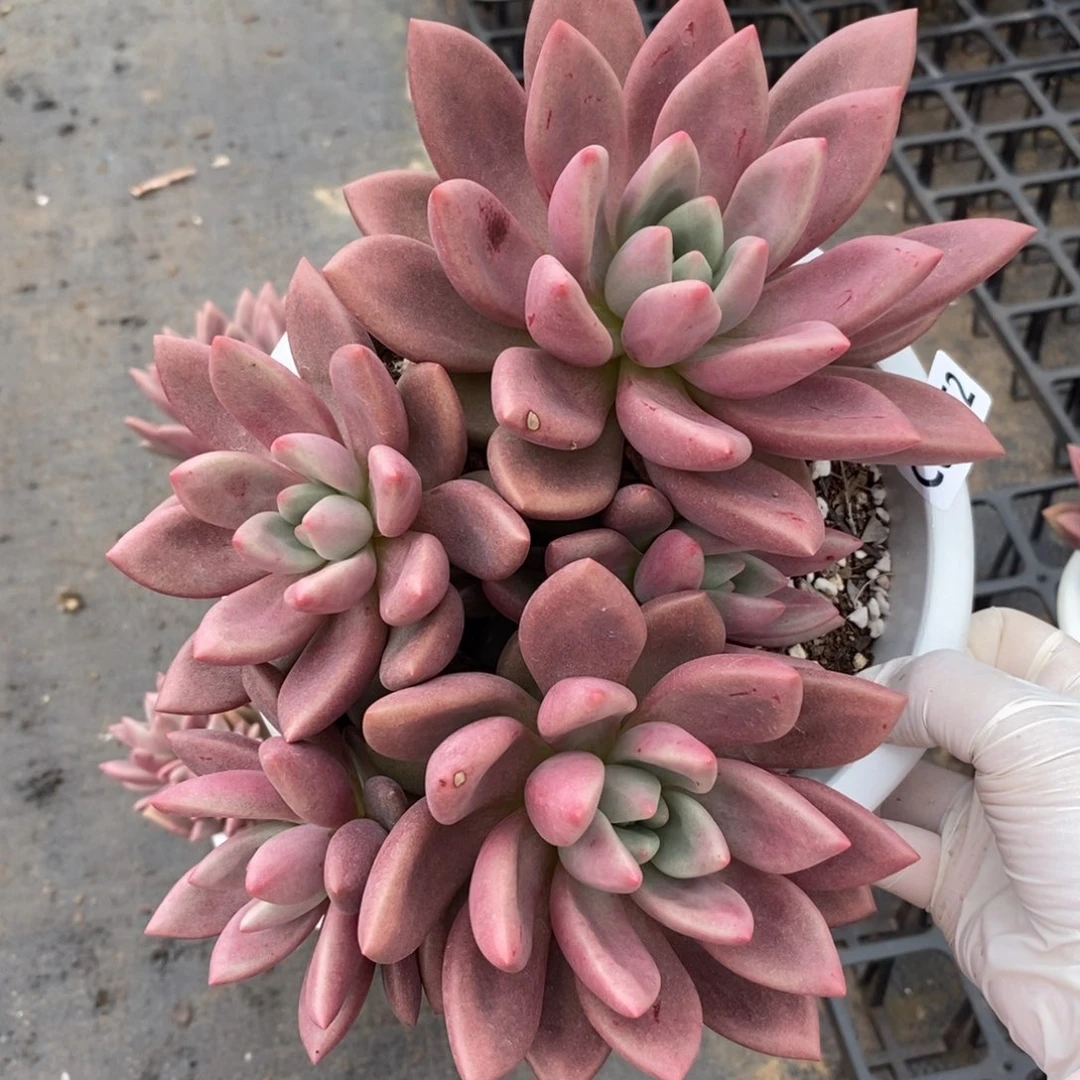 5752桃花源一物一拍
