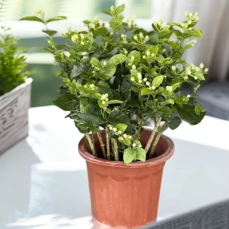 茉莉花盆栽四季开花室内外种植好养活浓香花卉可盆栽地栽