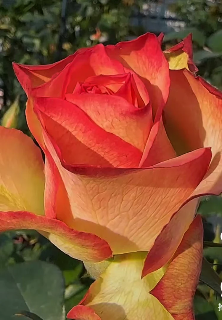 【护身符】四季开花月季