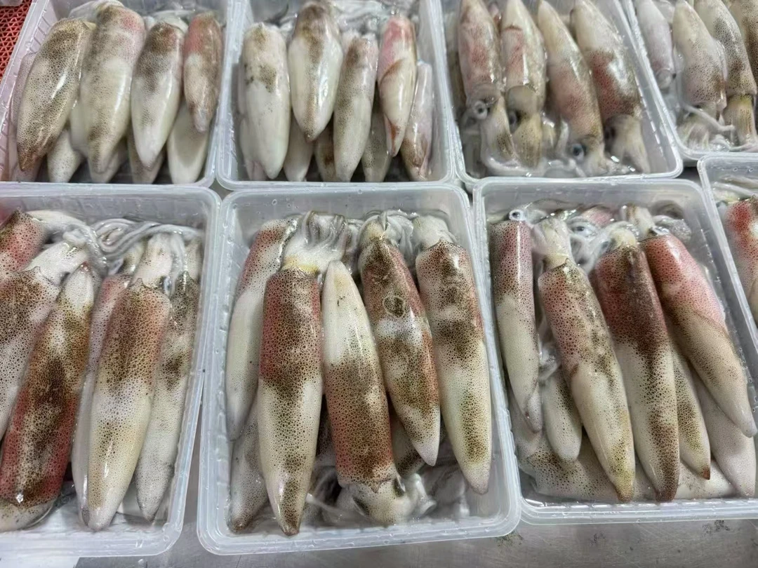 鱿鱼季节-北海本港鲜活鱿鱼5斤（8-9头一斤）一斤一盒装顺丰冷链