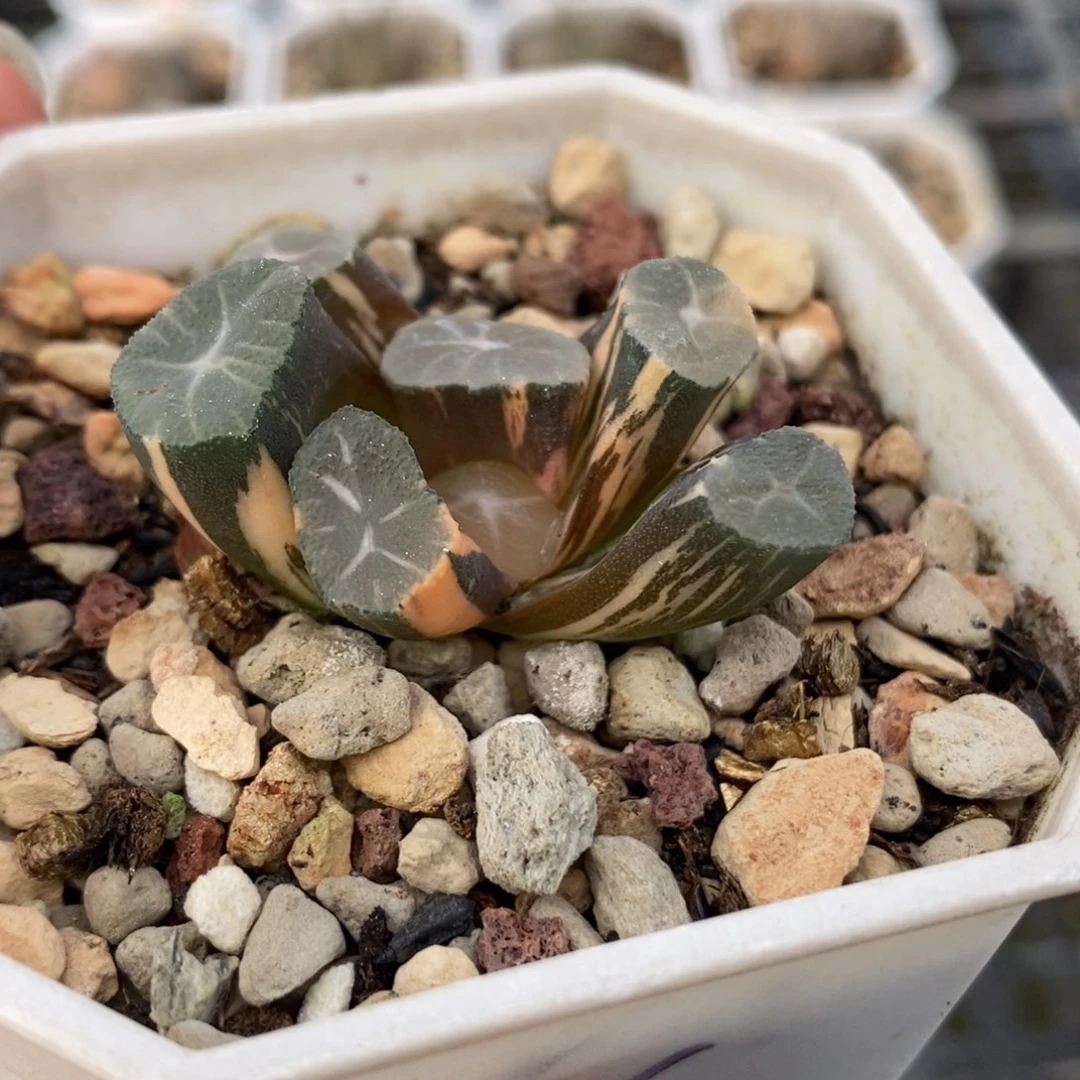 88玉龙万象锦一物一拍