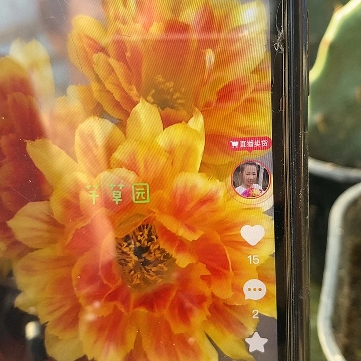 黄大刺嫁接赛明媚一颗