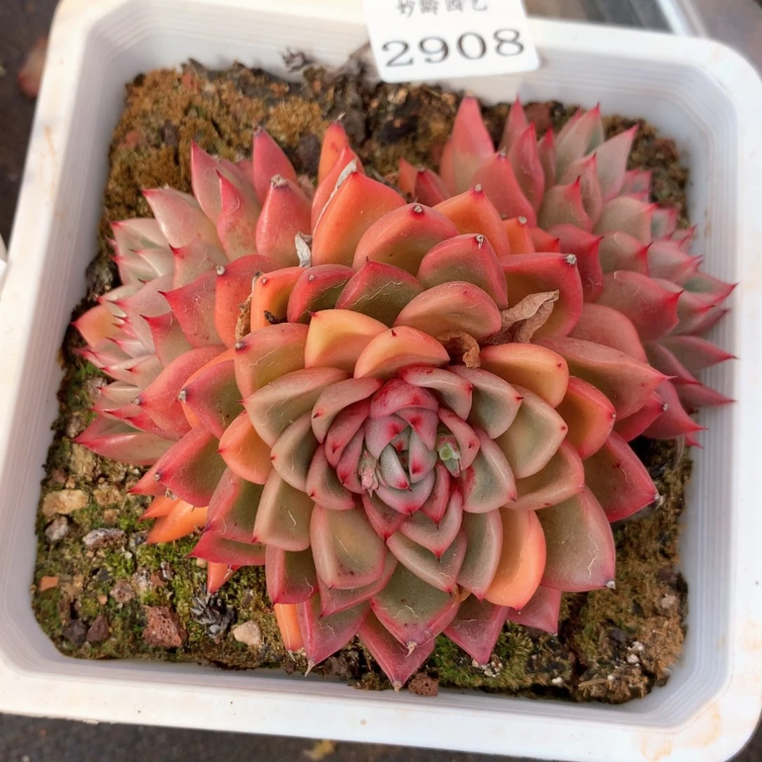 尘*2908杂交多肉植物基地