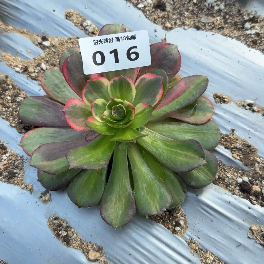 016克拉恋人。多肉植物