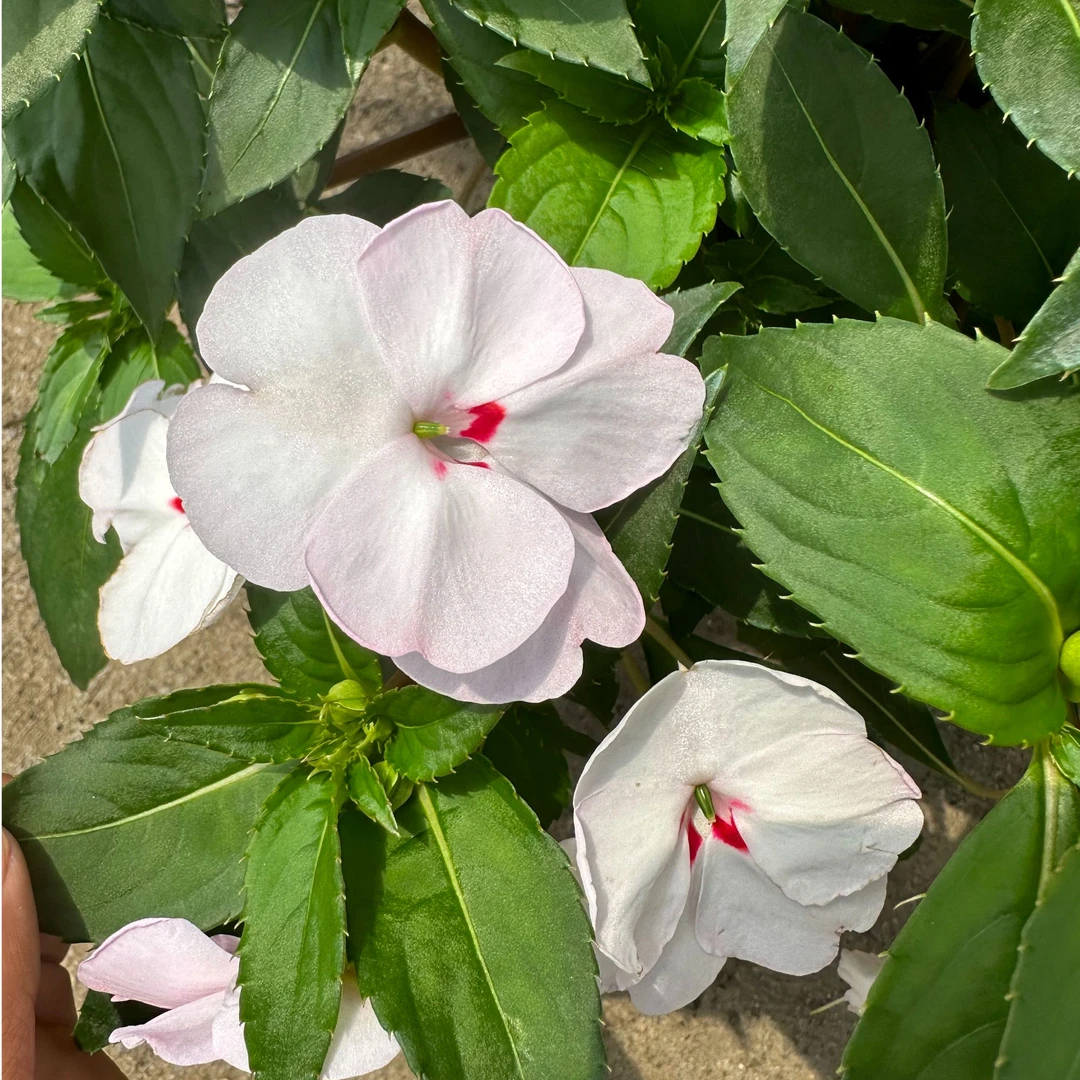 【桑贝斯凤仙花白桃】耐热耐晒地栽好养易成活