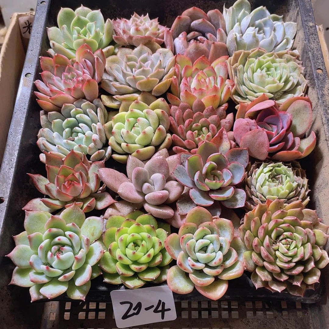 【闪购商品】20颗-4