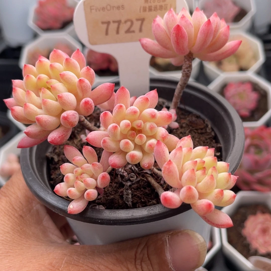 烟花7727-8.5厘米