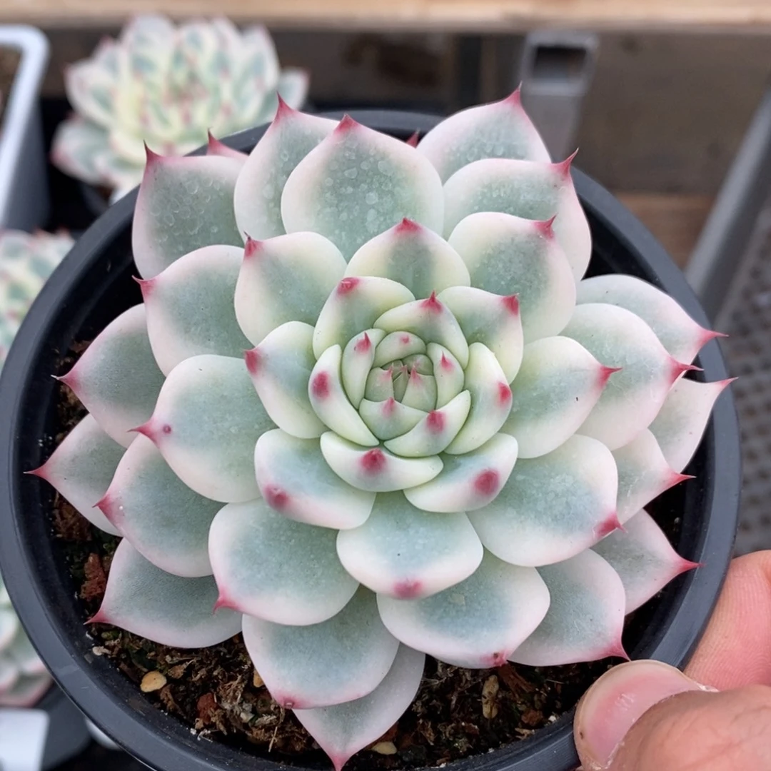 吉娃娃多肉植物9033